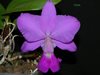 Cattleya walkeriana ('Cambara' x 'Bertona') 